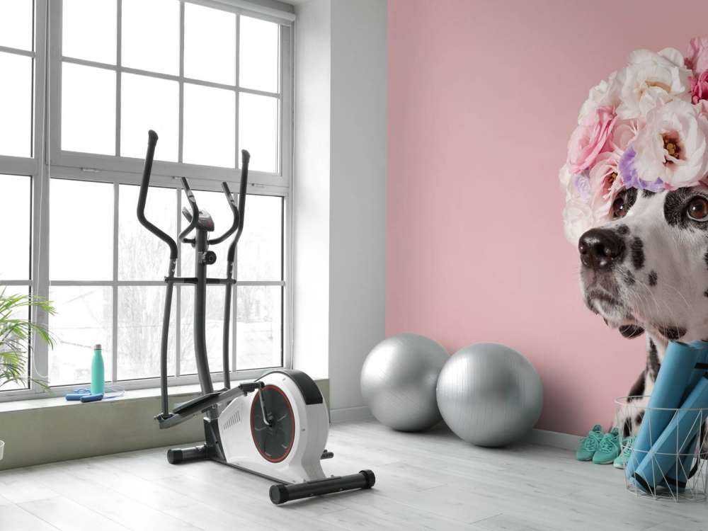 Dalmatian with colored flowers