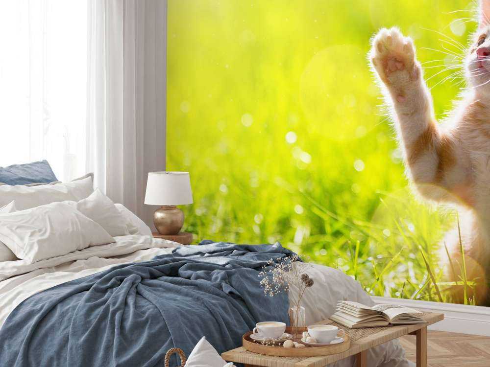 Jonge kat probeert een vlinder te vangen