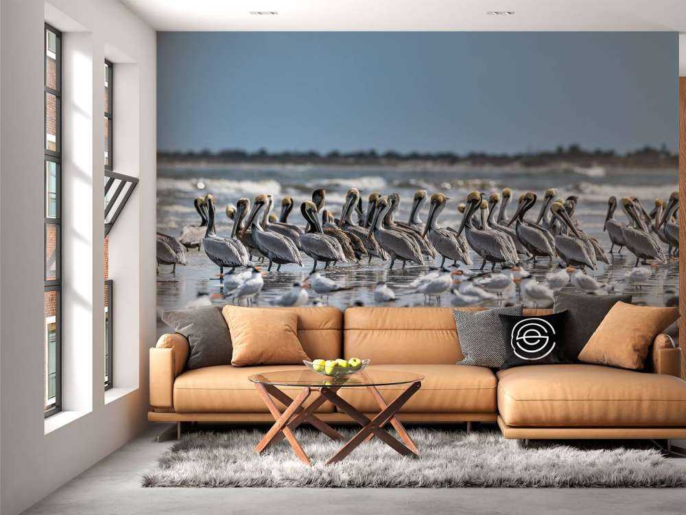 Group of pelicans