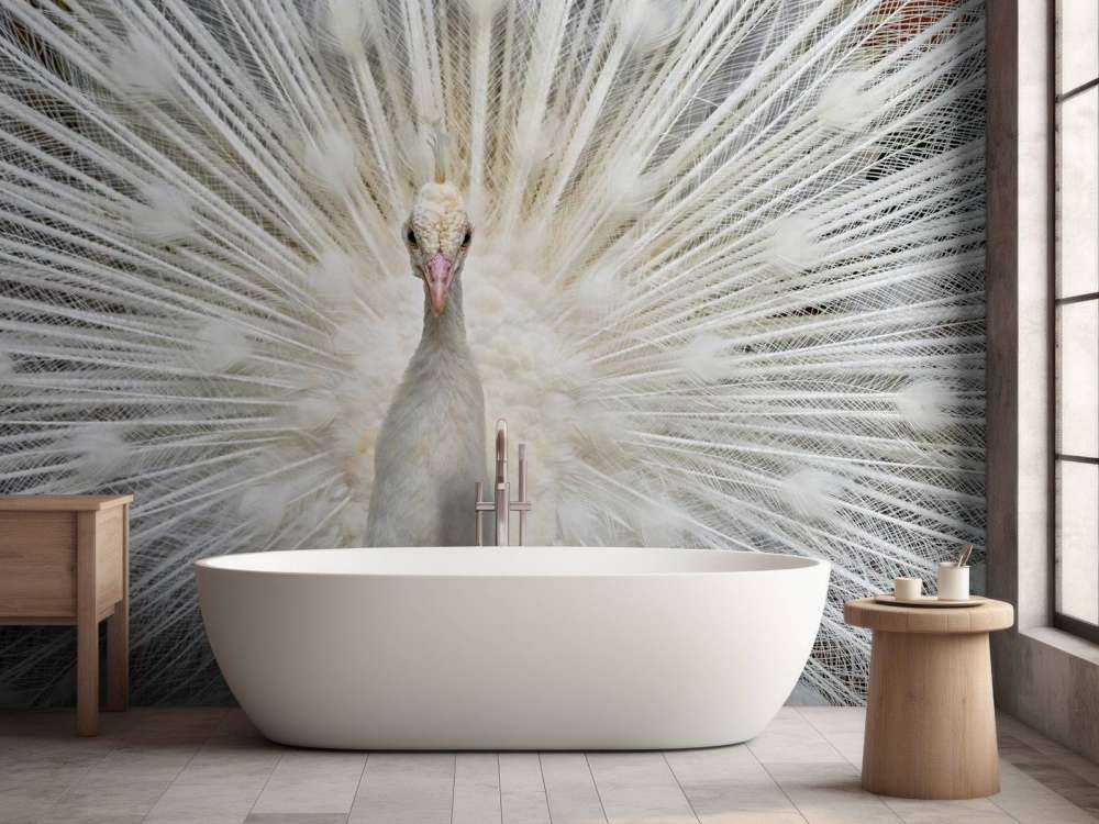 White peacock