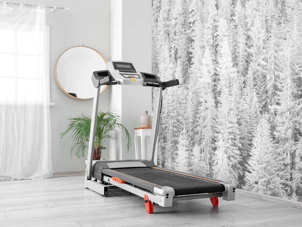 Conifers in black and white