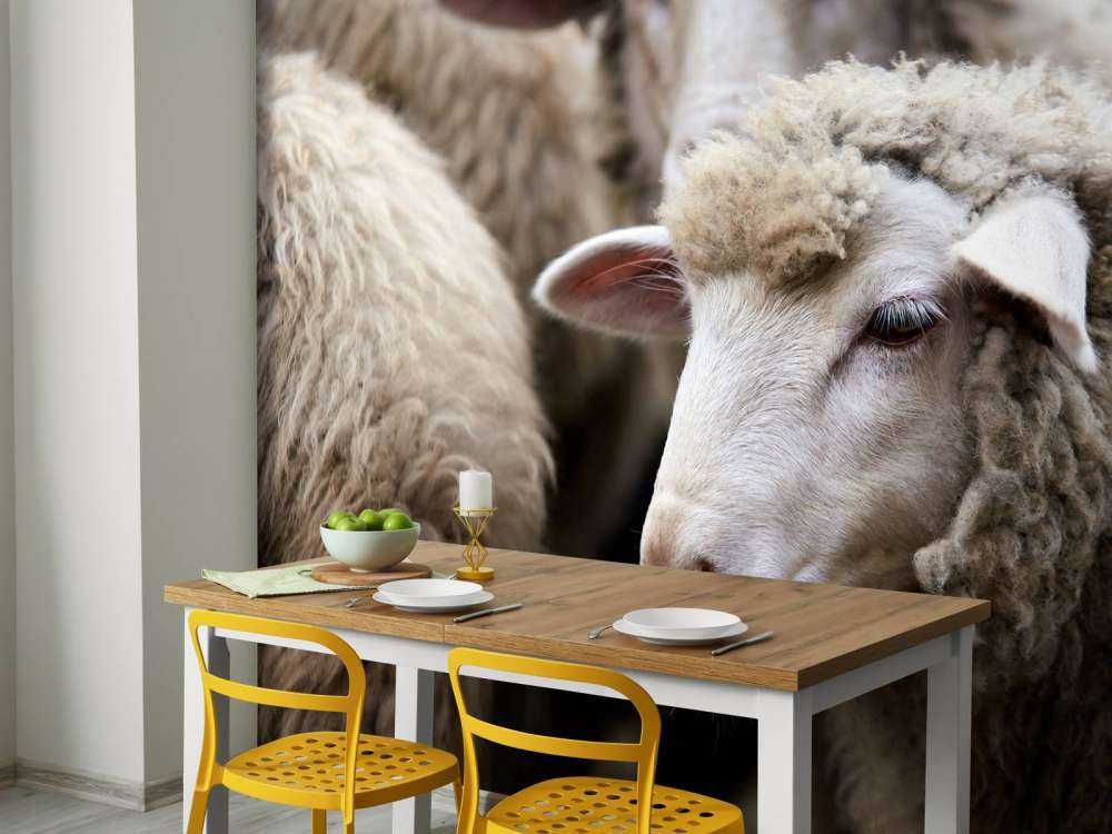 Close-up sheep