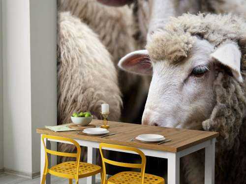 Close-up sheep