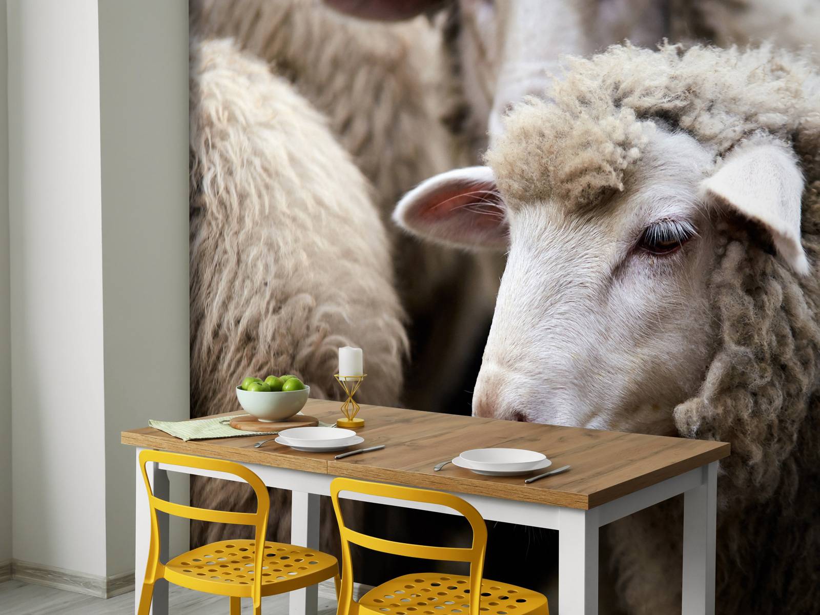 Close-up sheep