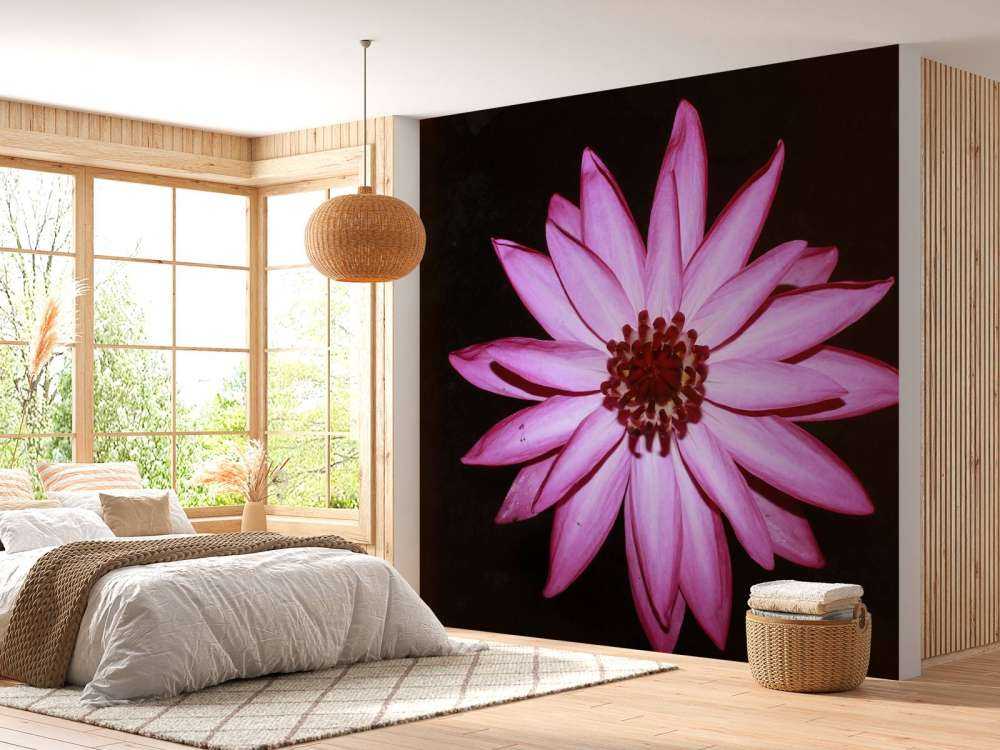 Lotus flower from above