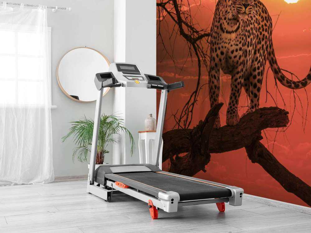 Leopard with setting sun