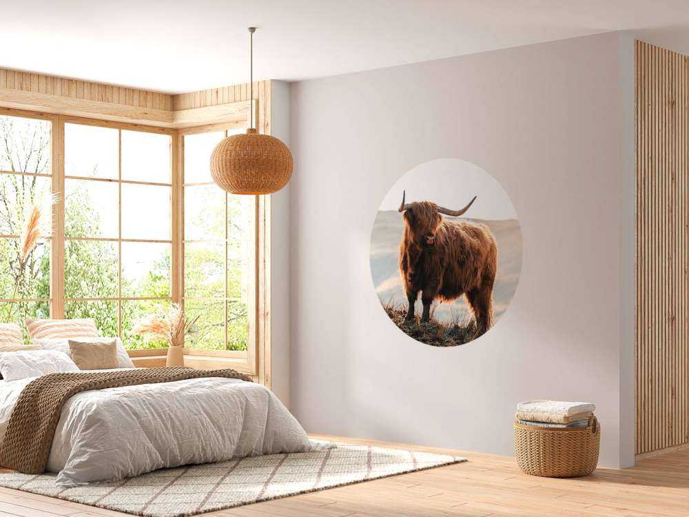 Scottish highlander on a hill