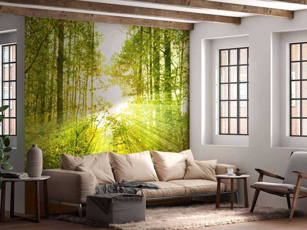 Sunshine in a green forest