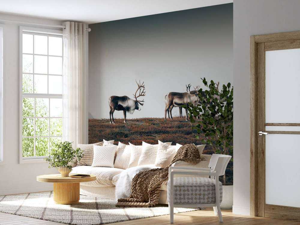 Group of reindeer in northern Europe