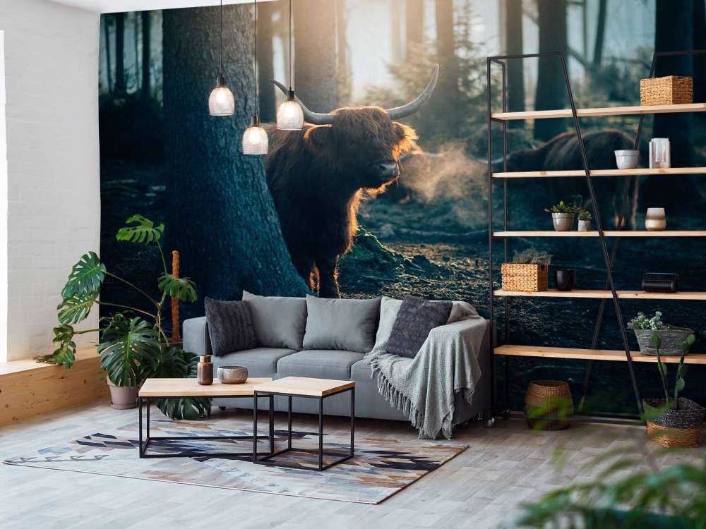 Scottish Highlander in morning light