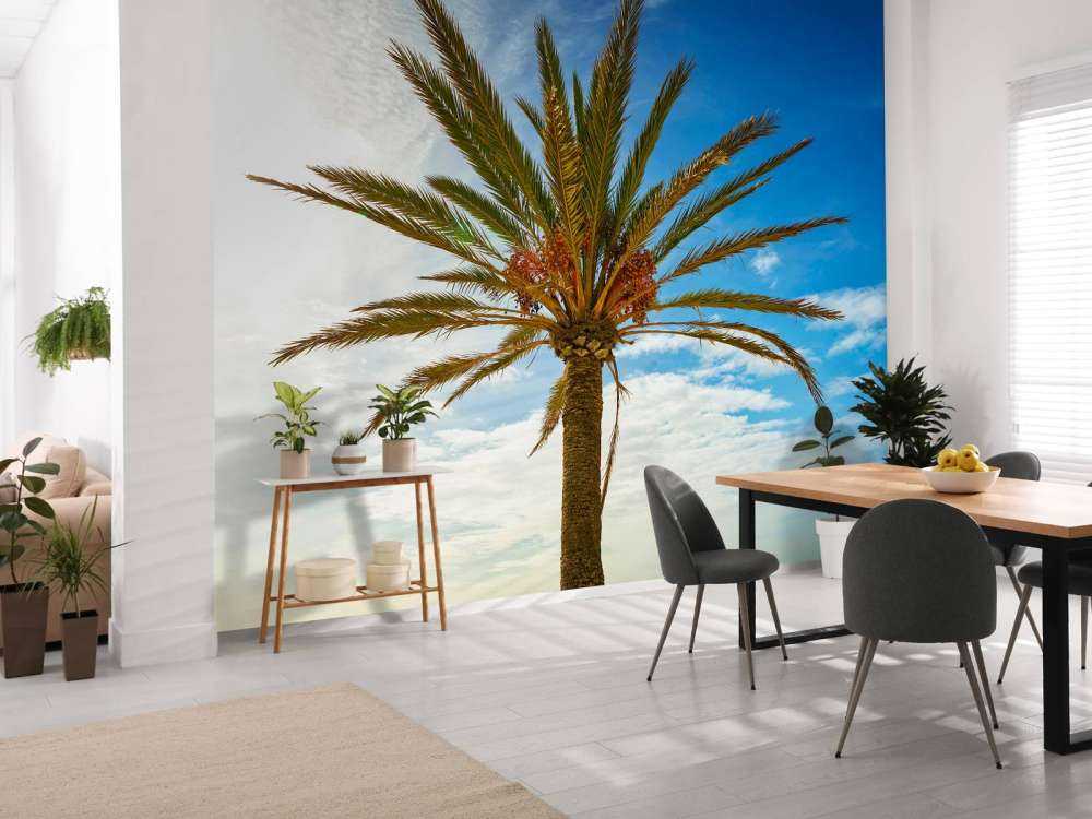 Beautiful palm tree