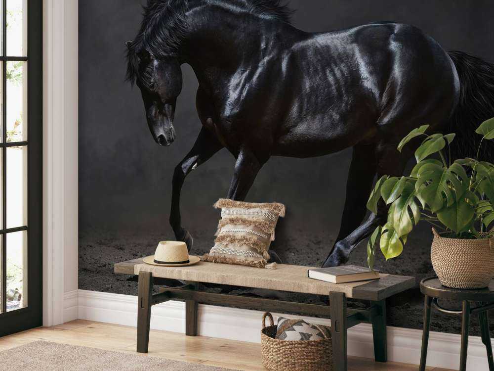 Black stallion