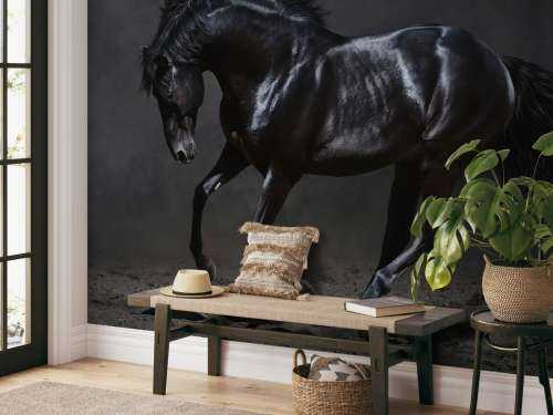 Black stallion