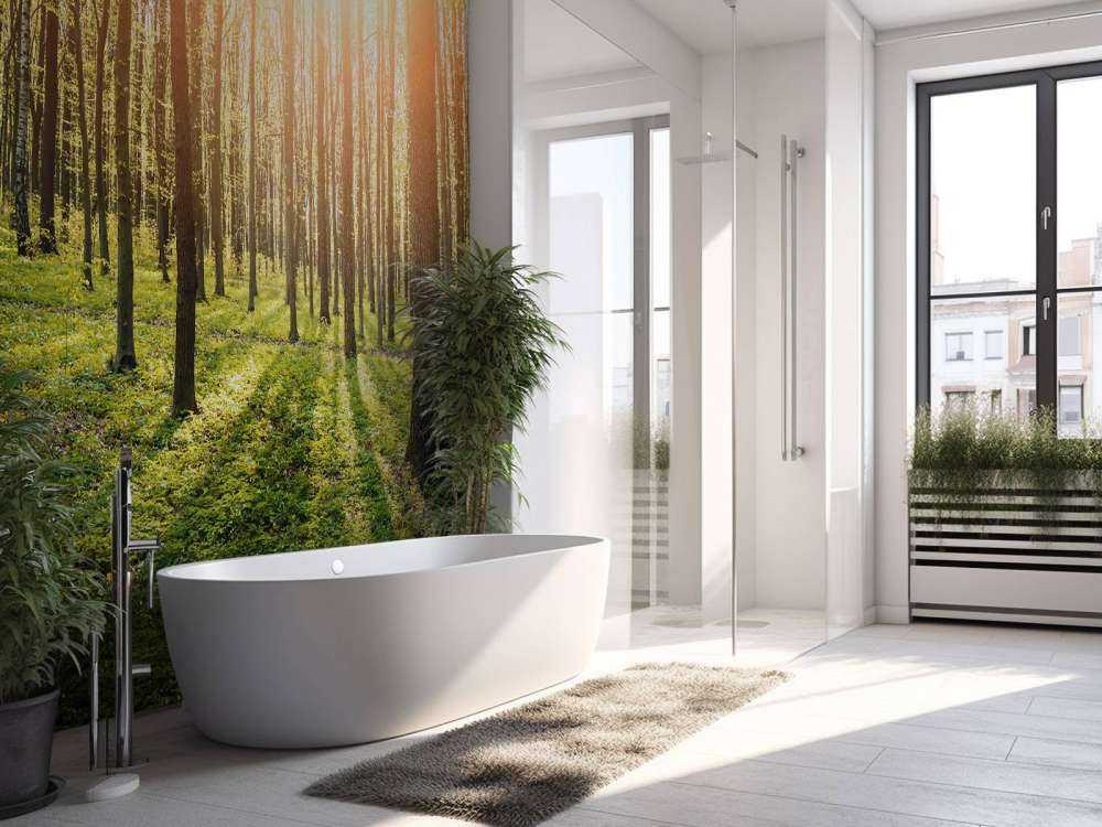 Evening sun in a forest