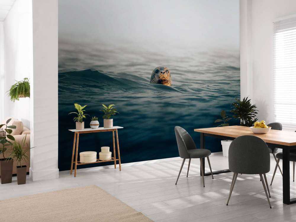 Seal off Danish coast