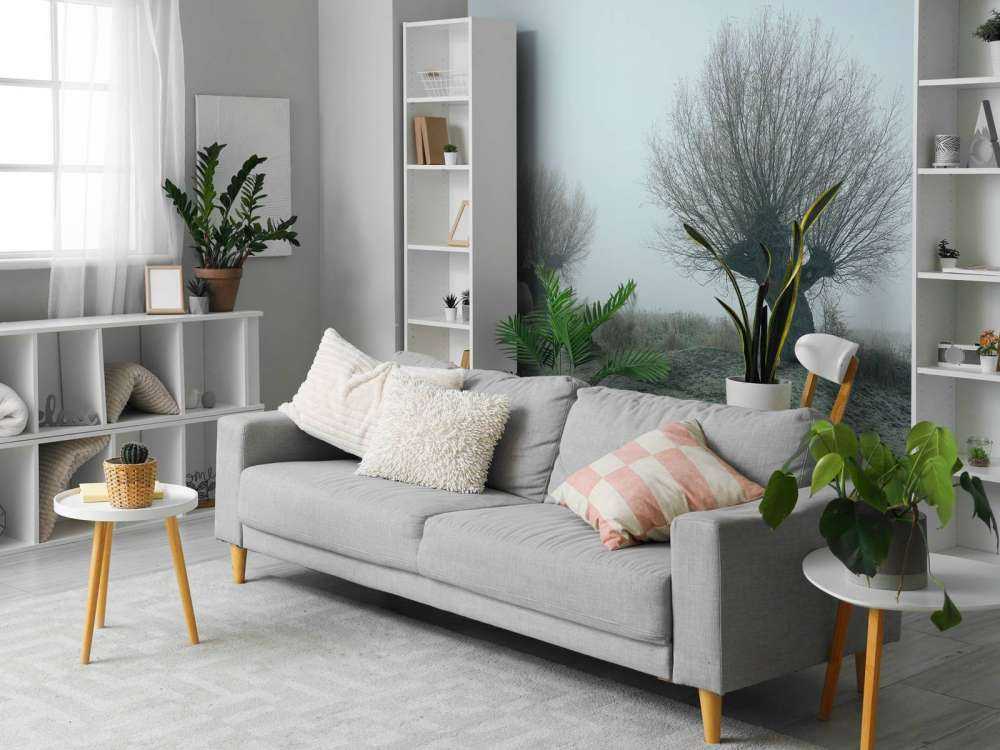 Pollard willows in the fog