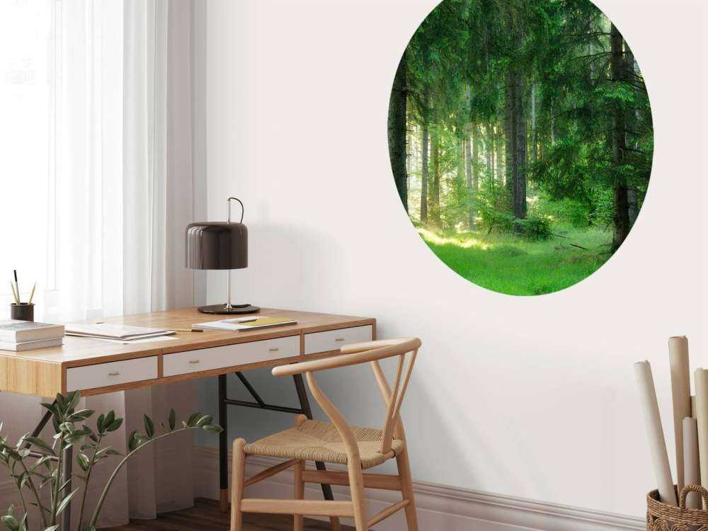 Green conifers forest