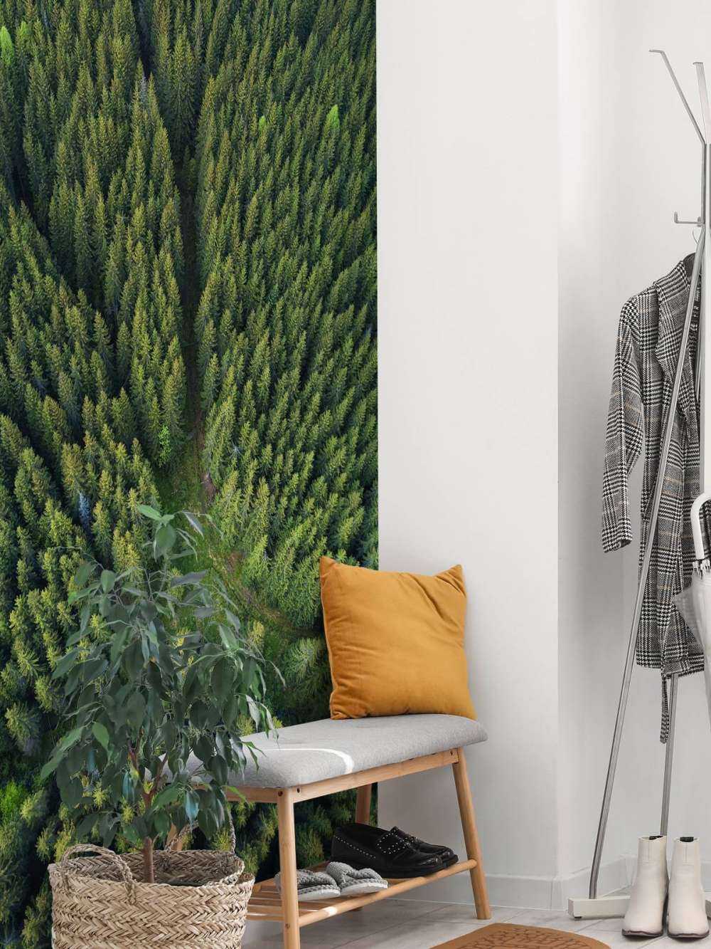 Pine forest from above