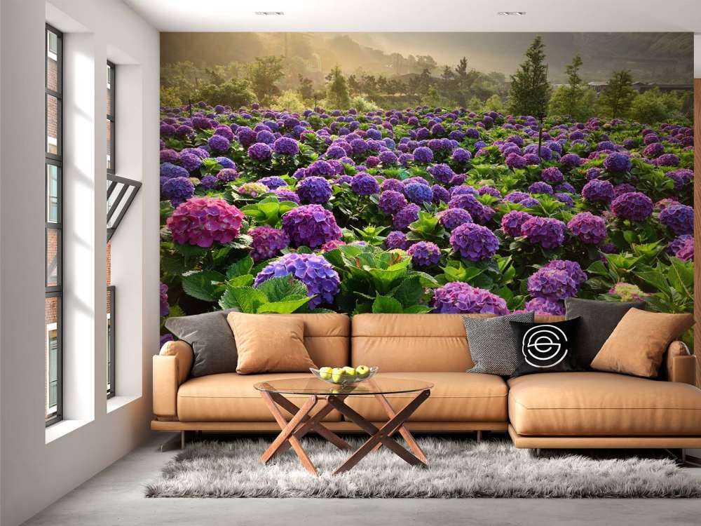 Hydrangeas in a field
