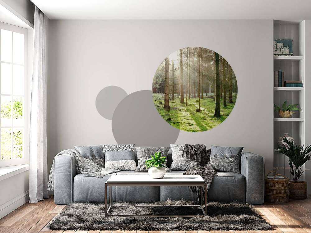 Coniferous forest with moss