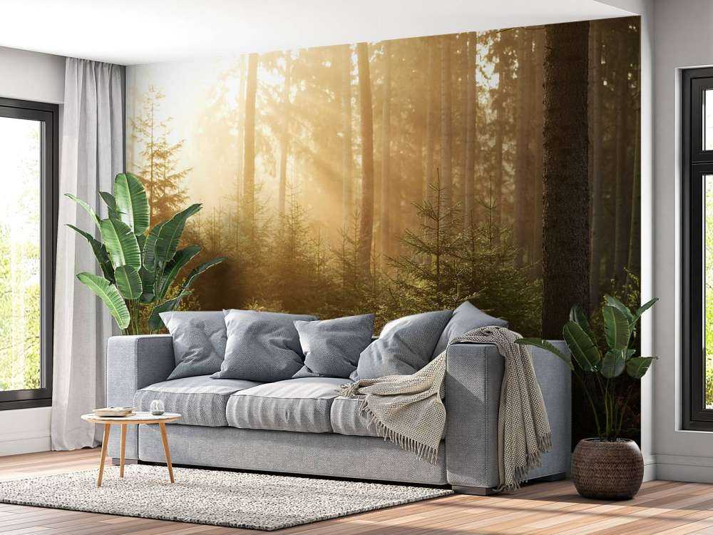 Sunbeams through forest