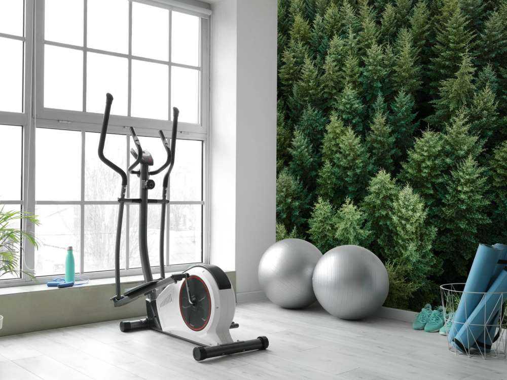 Douglas firs from above