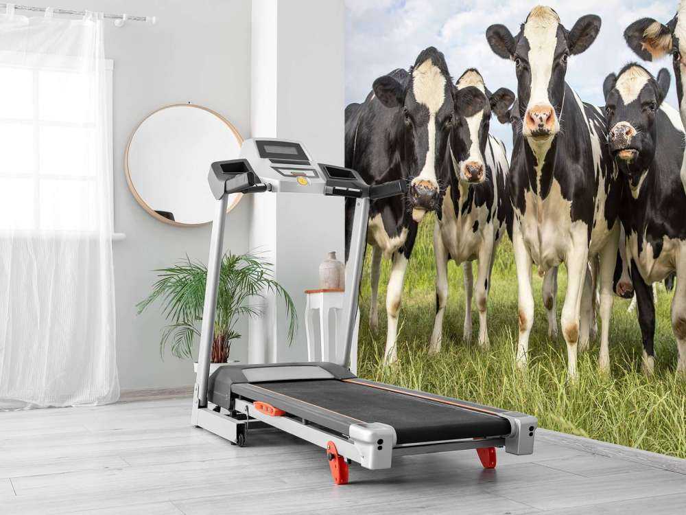 Herd with cows