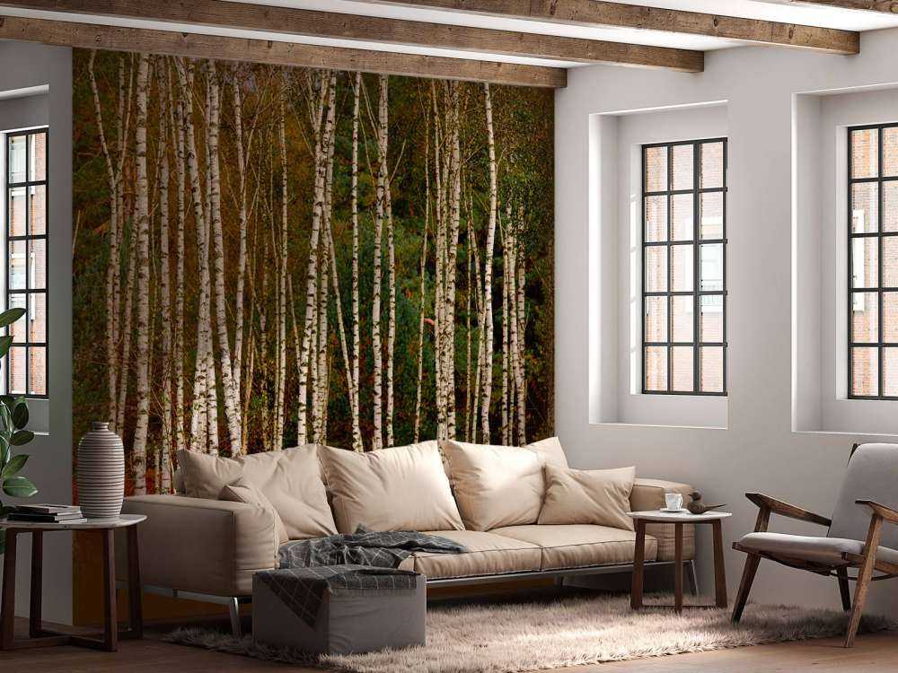 Birch trees at the edge of the forest