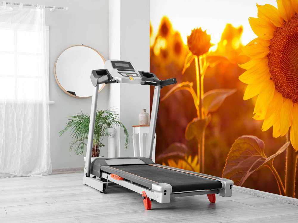 Warm sunflower field