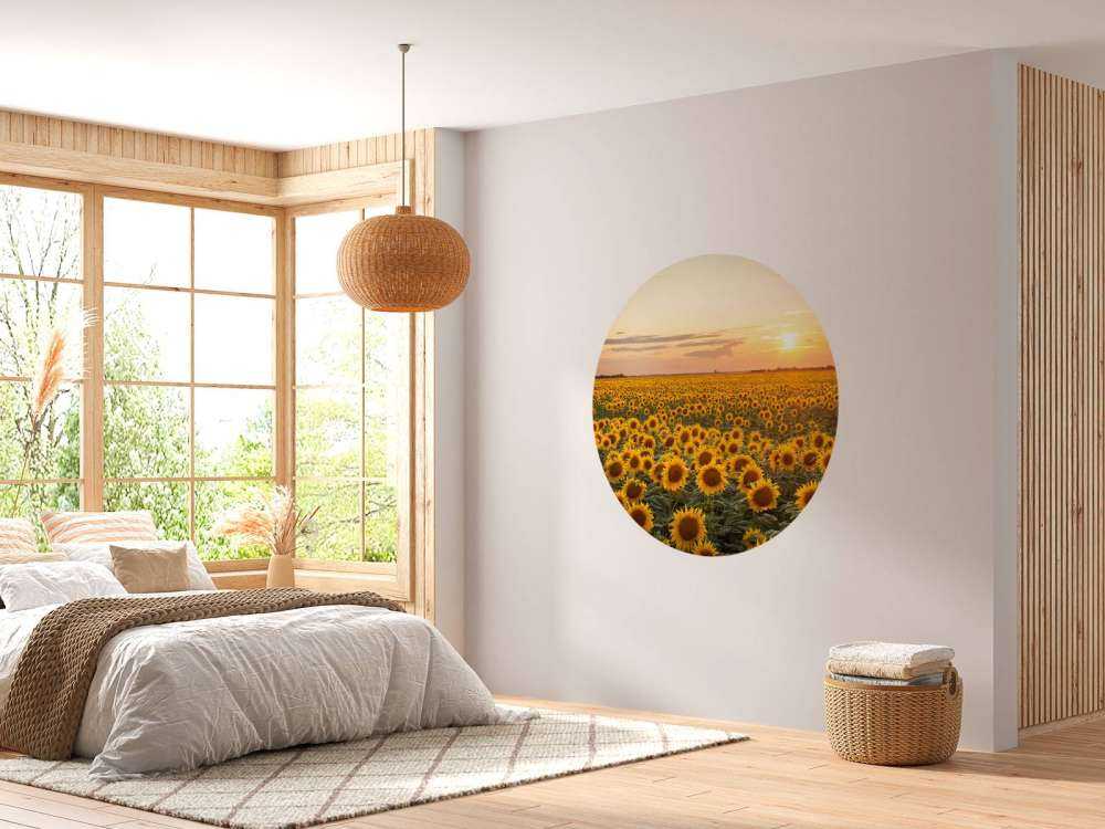 Sunflower field with sunset