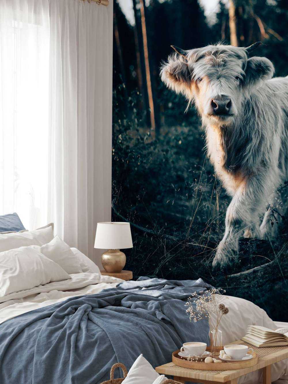 Scottish Highlander calf