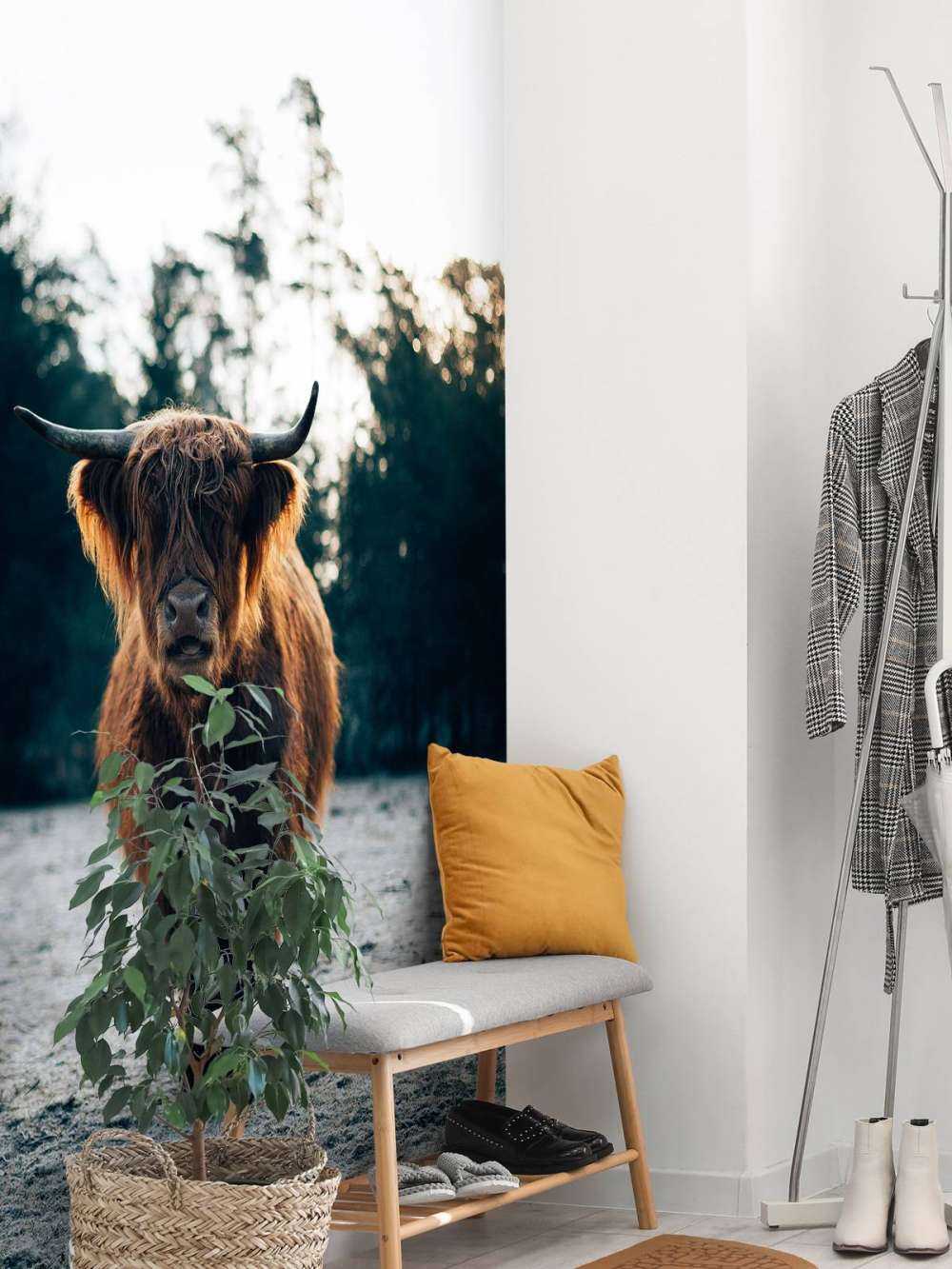 Scottish Highlander in the morning sun