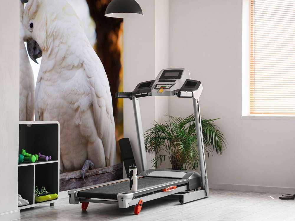Cockatoo couple
