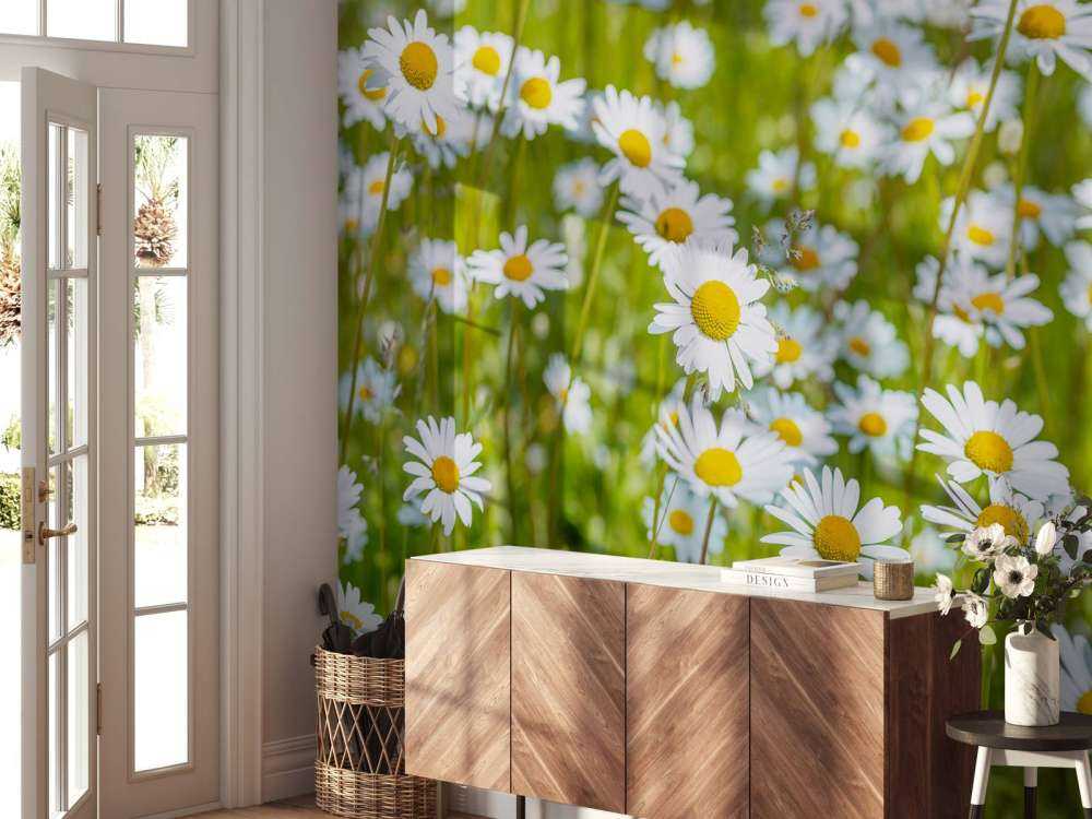 Daisies in a field