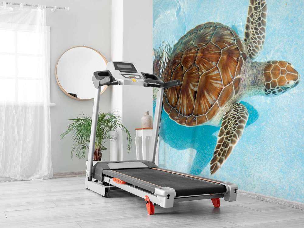 Turtle in the water