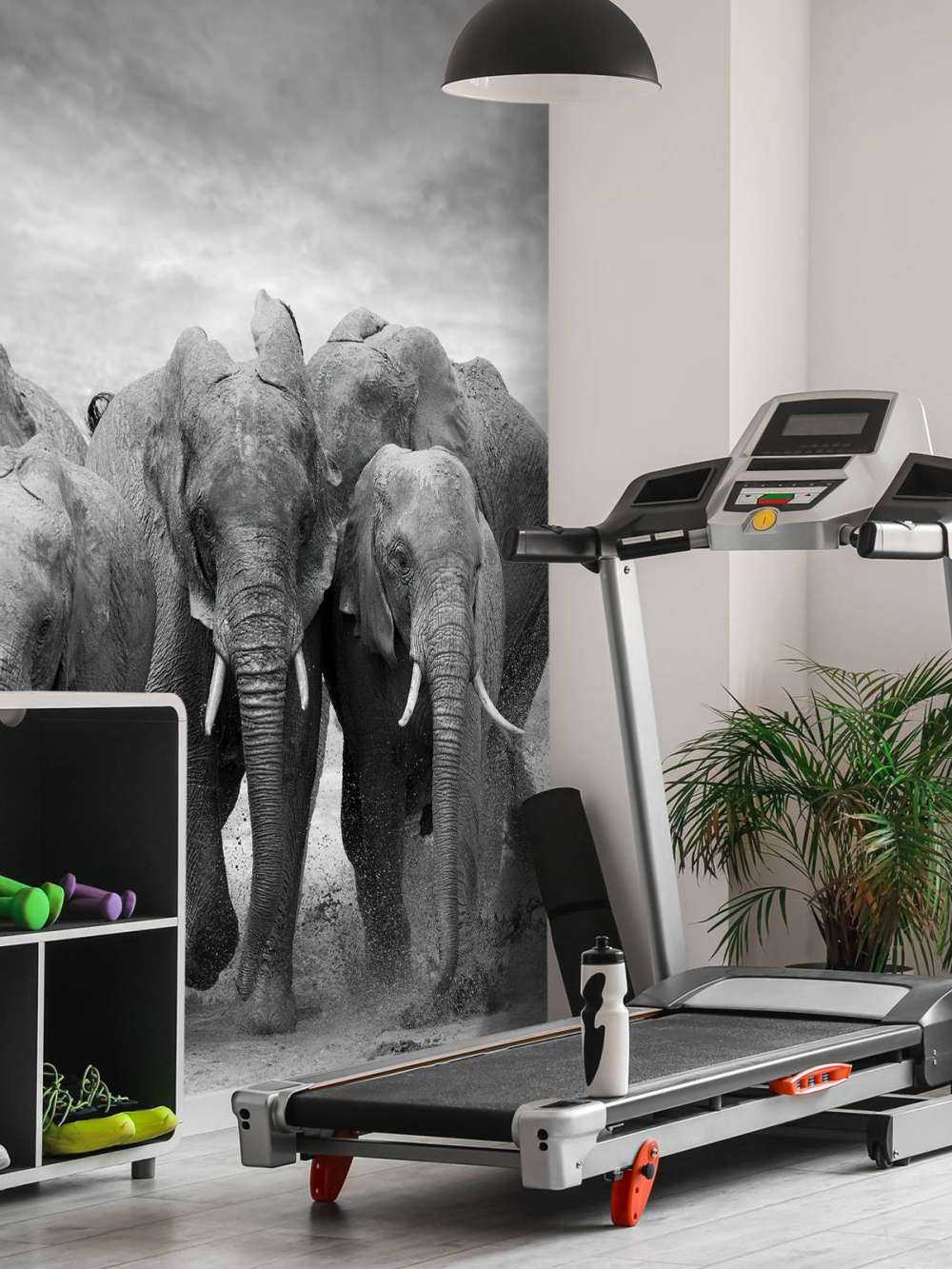 Herd of elephants