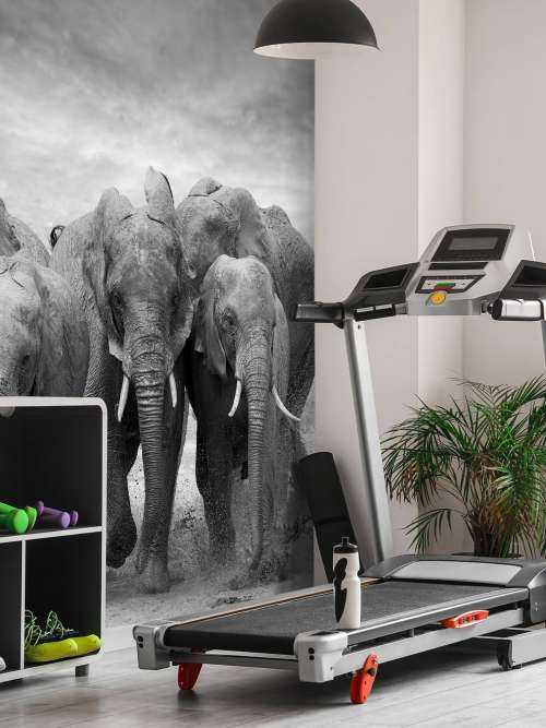 Herd of elephants