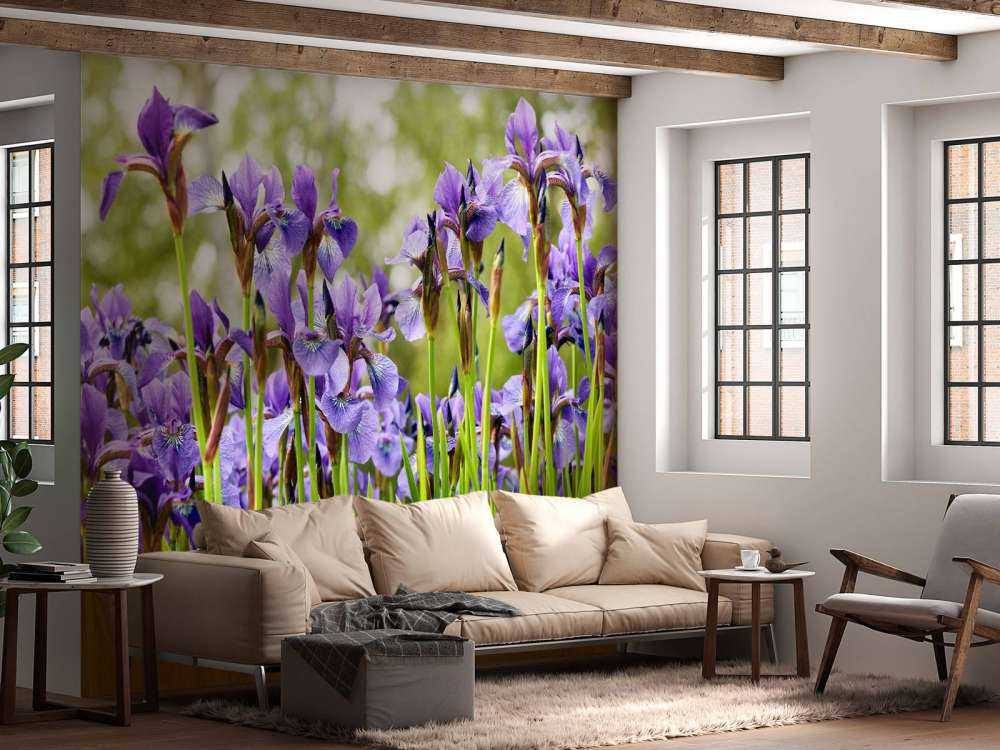 Irises 