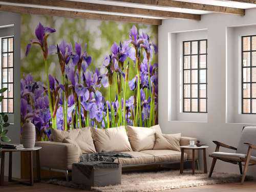 Irises 