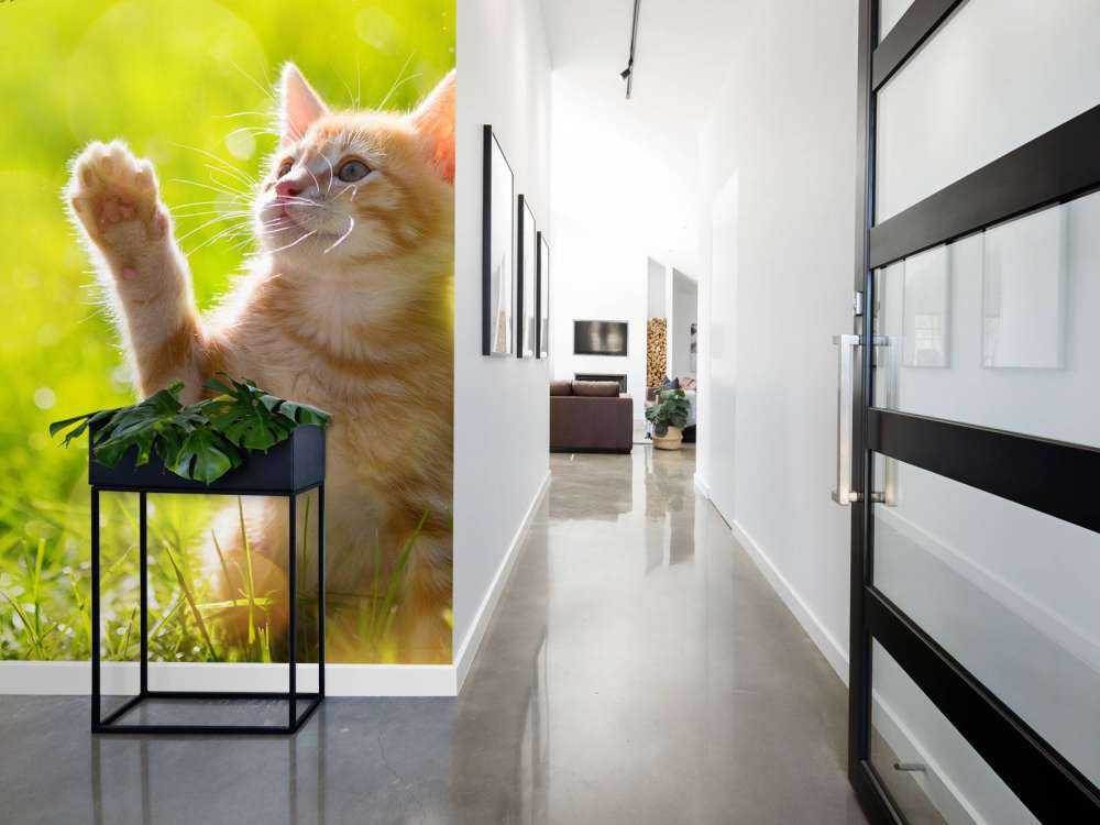 Jonge kat probeert een vlinder te vangen