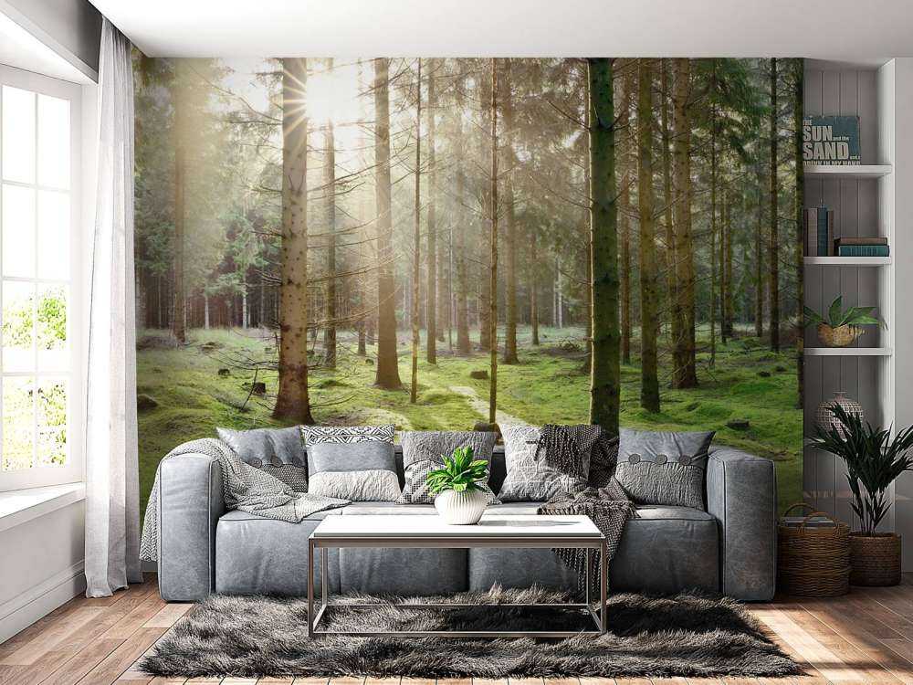 Coniferous forest with moss