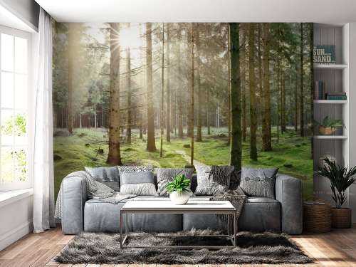 Coniferous forest with moss