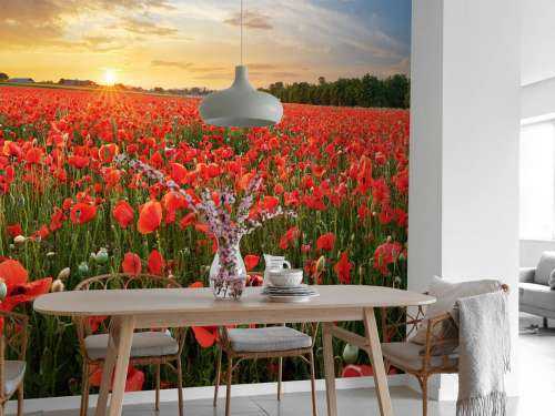 Sunset with poppies