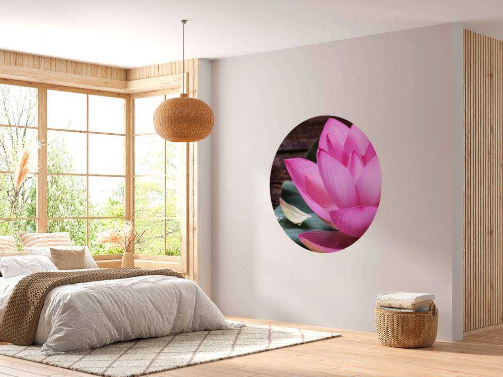 Close-up pink lotus