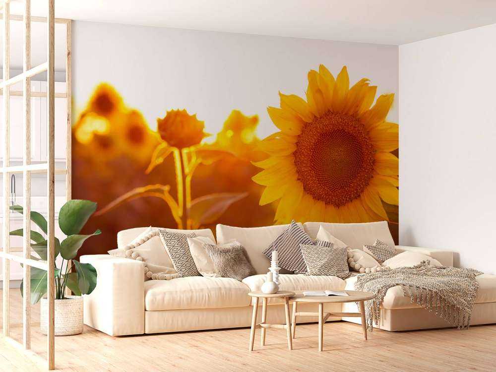 Warm sunflower field
