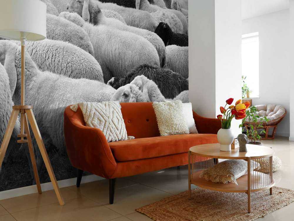 Black and white sheep