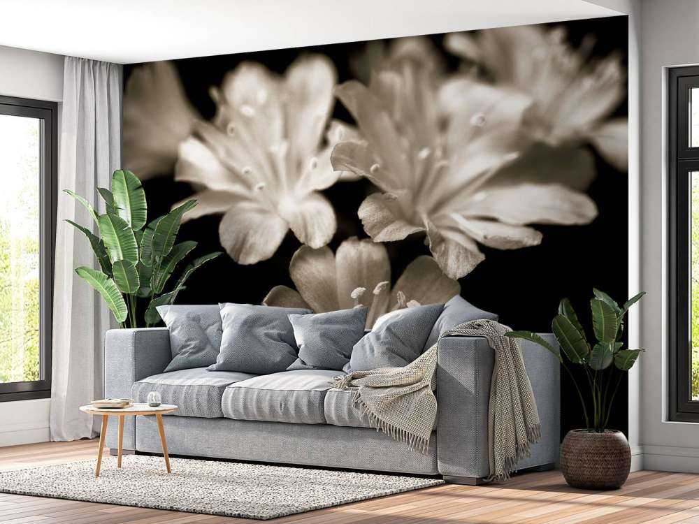 Lewisia blossom close-up