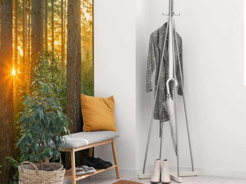 Sunbeams in a coniferous forest