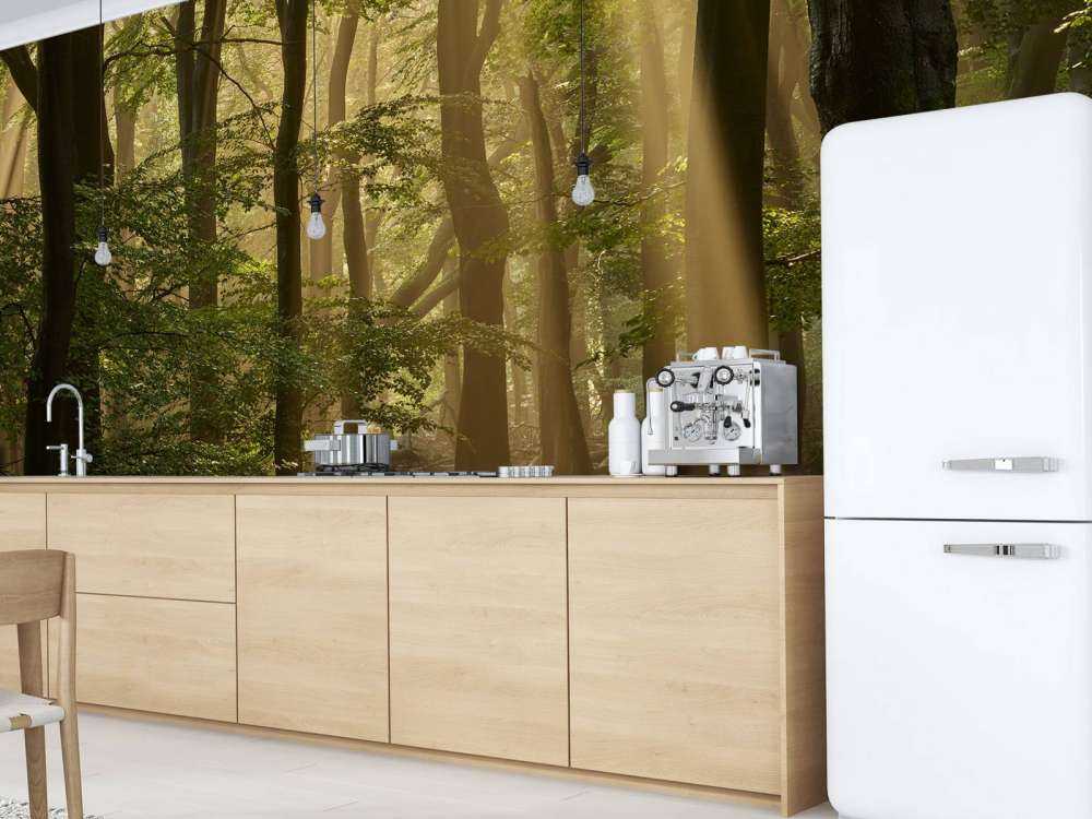 Old forest with sunharps