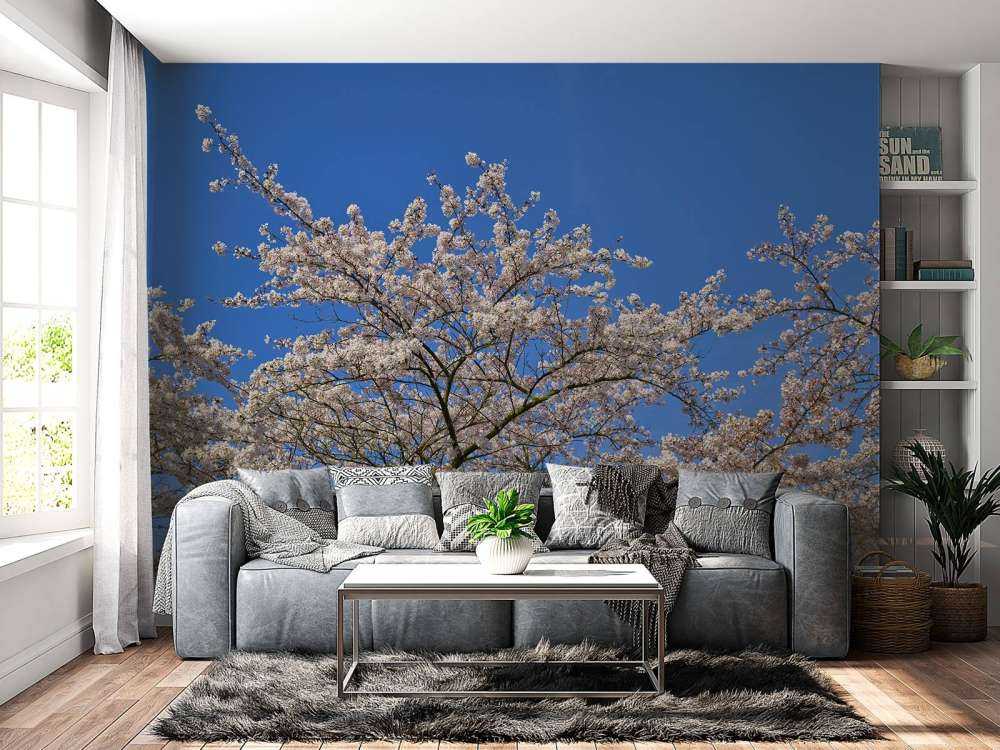 Blossom with blue sky